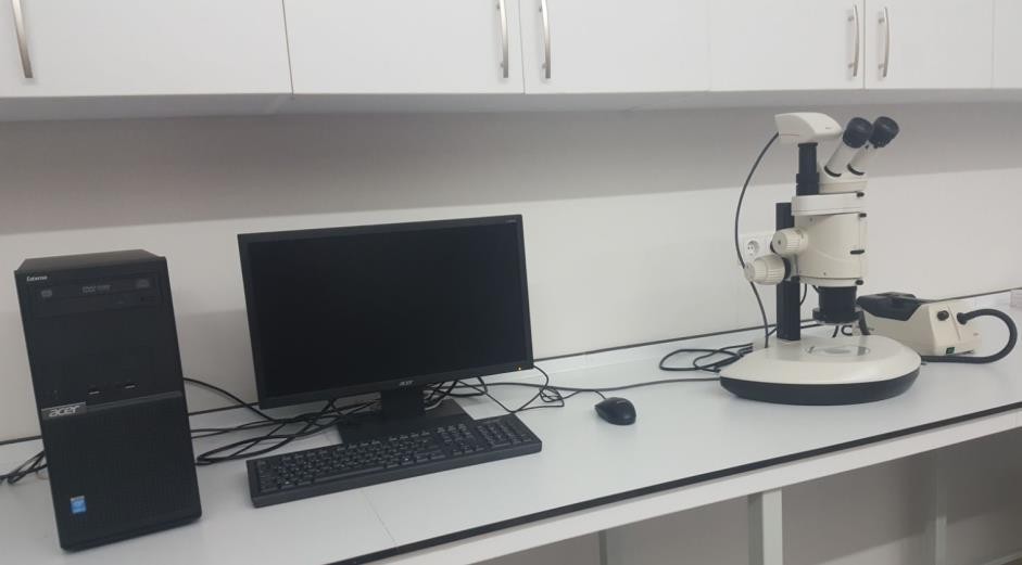 Stereo Microscope Image